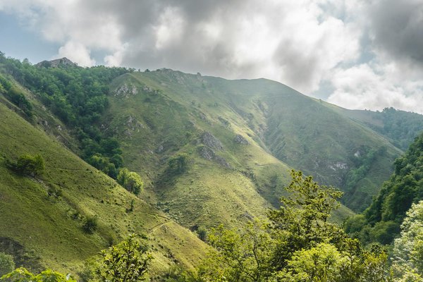 Les meilleures polices d'assurance pour camper avec votre animal de compagnie : guide ultime et complet